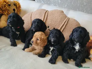 Cavapoo dogs Toy F1 Cavapoo puppies rare colour with rare mark - Advert 9