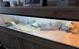 Bearded Dragon reptiles for sale: Rainbow Tiger Bearded Dragon - with full set up ⭐️ - Image 9