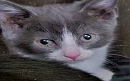 Mixed Breed cats for sale: Kittens for sale - Image 1