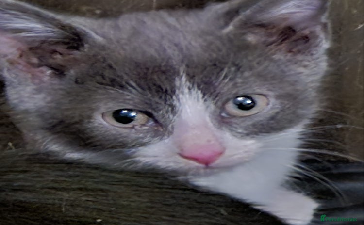 Mixed Breed cats - Advert 14
