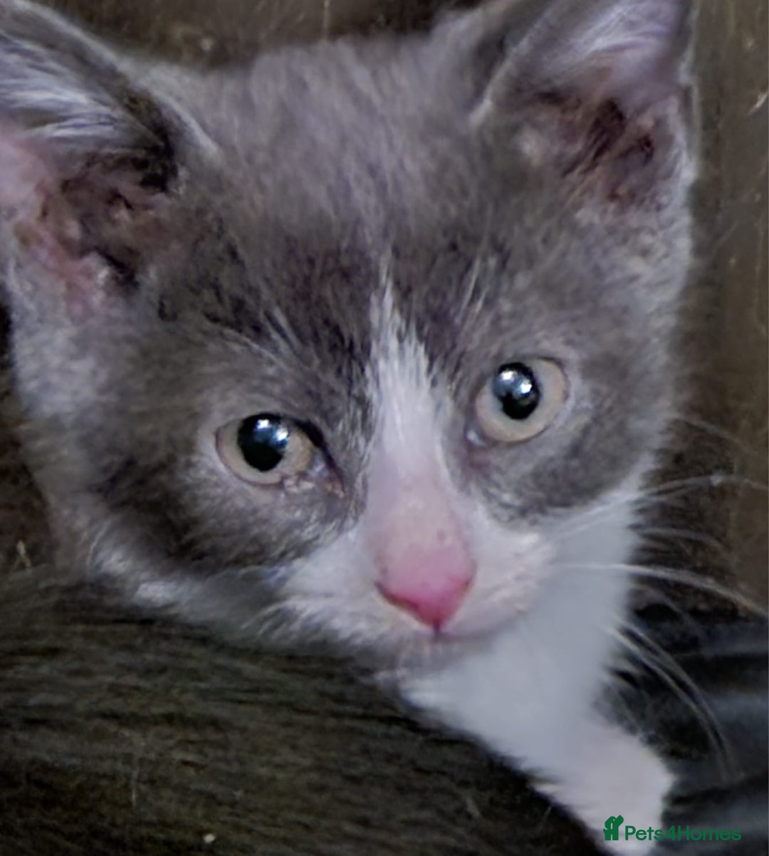 Mixed Breed cats for sale: Kittens for sale - Image 1
