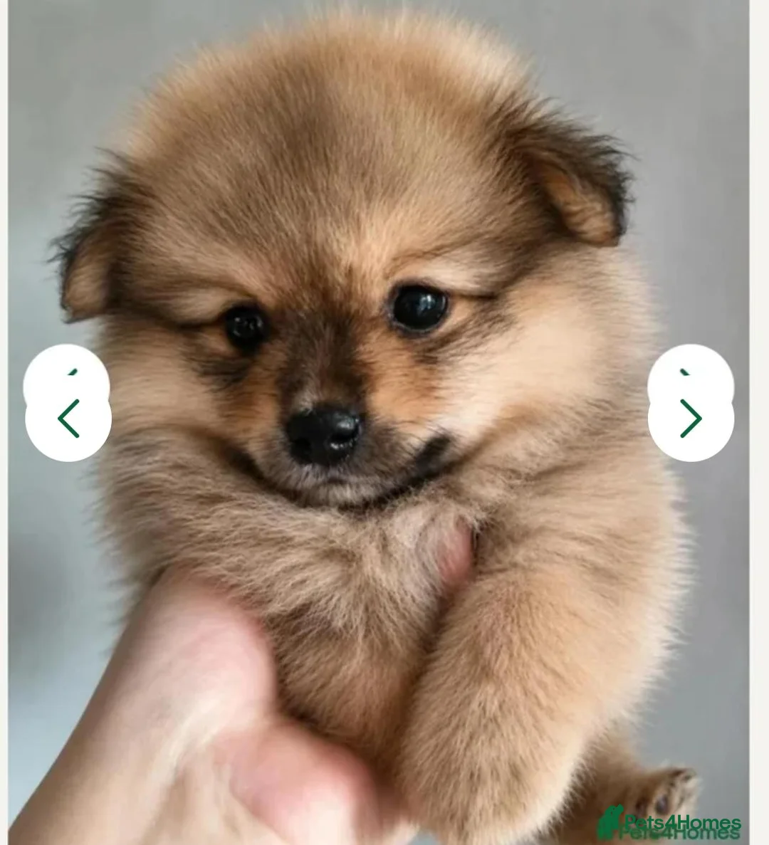Pomeranian dogs for sale: 🐾 🐾 Adorable Pomeranian Puppies Ready Now 🐾🐾 - Advert 15