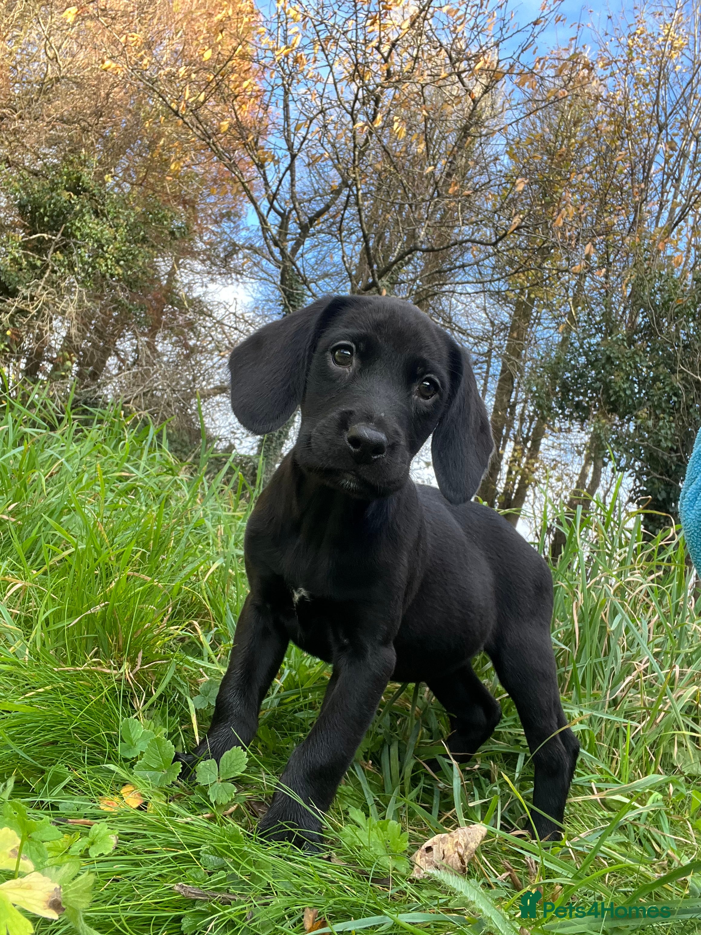 Springador dogs Beautiful F1 Springador pups for sale! - Advert 1