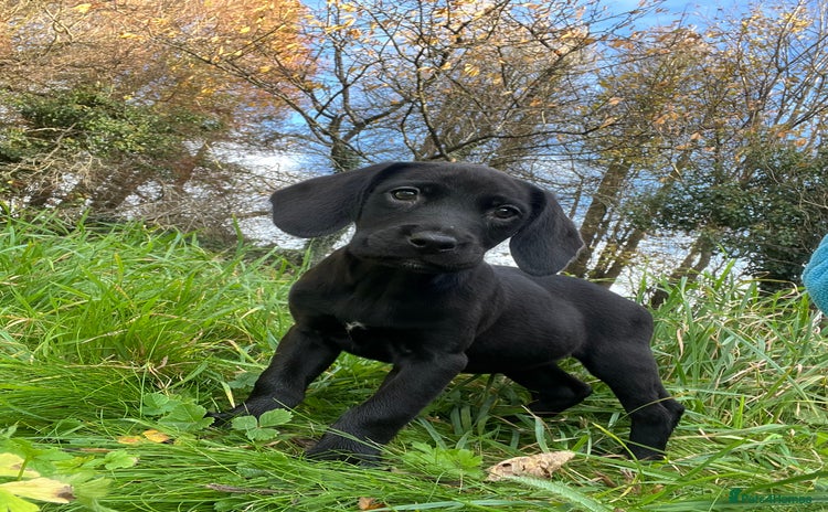 Springador dogs Beautiful F1 Springador pups for sale! - Advert 1