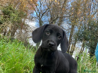 Springador dogs Beautiful F1 Springador pups for sale! - Advert 1