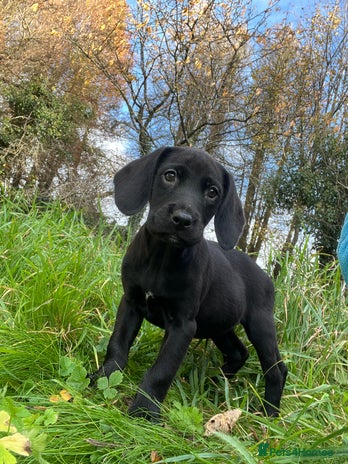 Springador dogs Beautiful F1 Springador pups for sale! - Advert 2