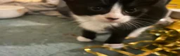 Mixed Breed cats for sale: 2 x black and white kittens - Advert 3