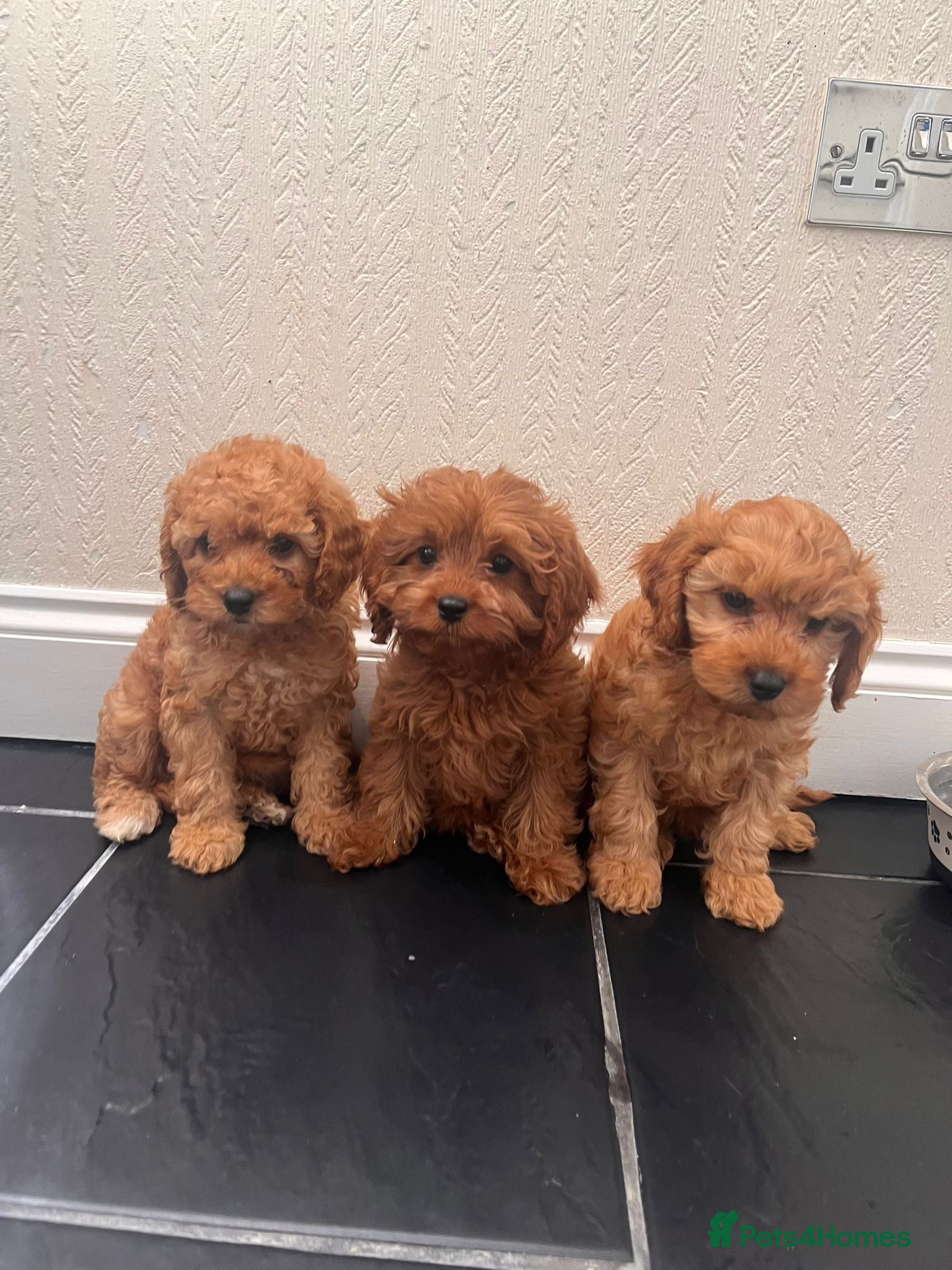 Cavapoo dogs CAVAPOO F1 PUPPYS  1-BOY 3-GIRLS READY 2 LEAVE NOW - Advert 1