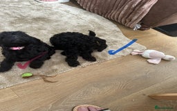 Cockapoo dogs for sale: Cockapoo f1b tiny. Unusual colour 11 wks old  - Image 7