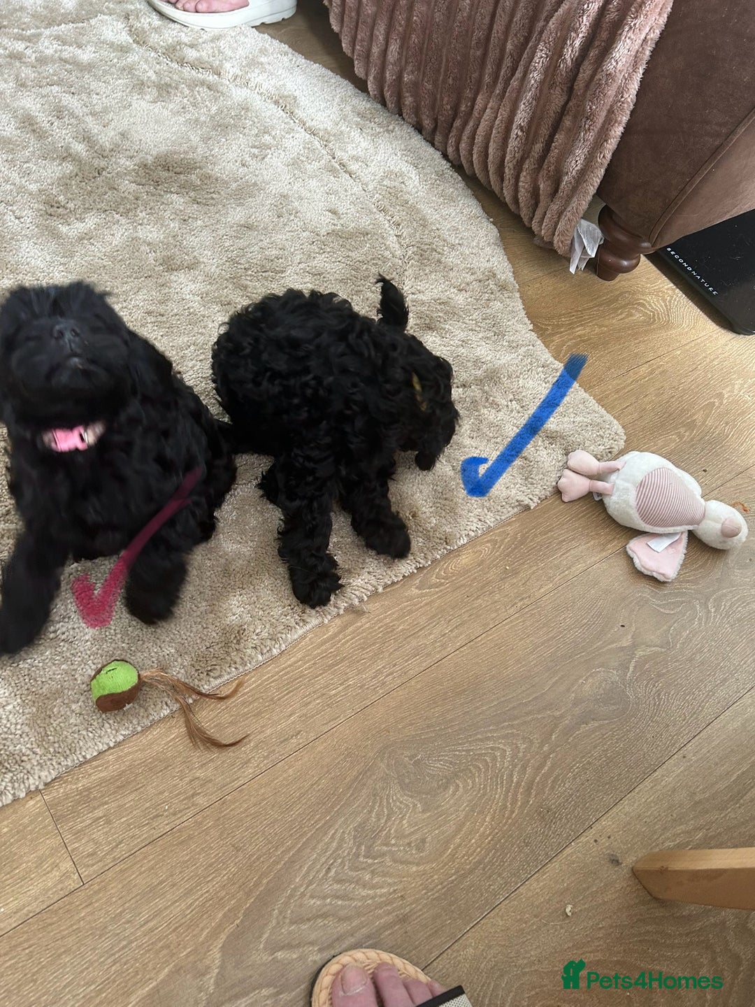 Cockapoo dogs for sale: Cockapoo f1b tiny. Unusual colour 11 wks old  - Image 7