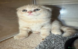 Scottish Fold cats for sale: 3 Adorable Scottish Fold Kittens🩷💙🩷 - Image 26