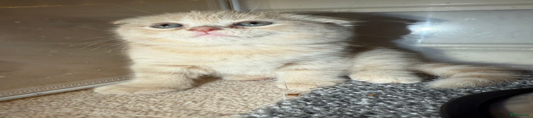 Scottish Fold Kitten 1