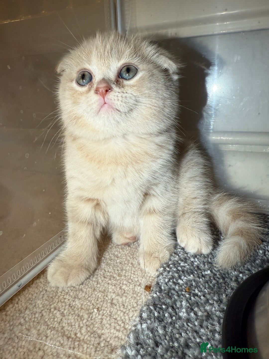 Scottish Fold cats for sale: 3 Adorable Scottish Fold Kittens🩷💙🩷 - Image 26