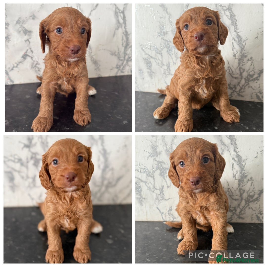 Cockapoo dogs for sale: 🐾Beautiful F2 cockapoos  🐾 - Image 7