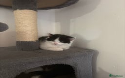 Mixed Breed cats for sale: 4 female kitten  - Image 5