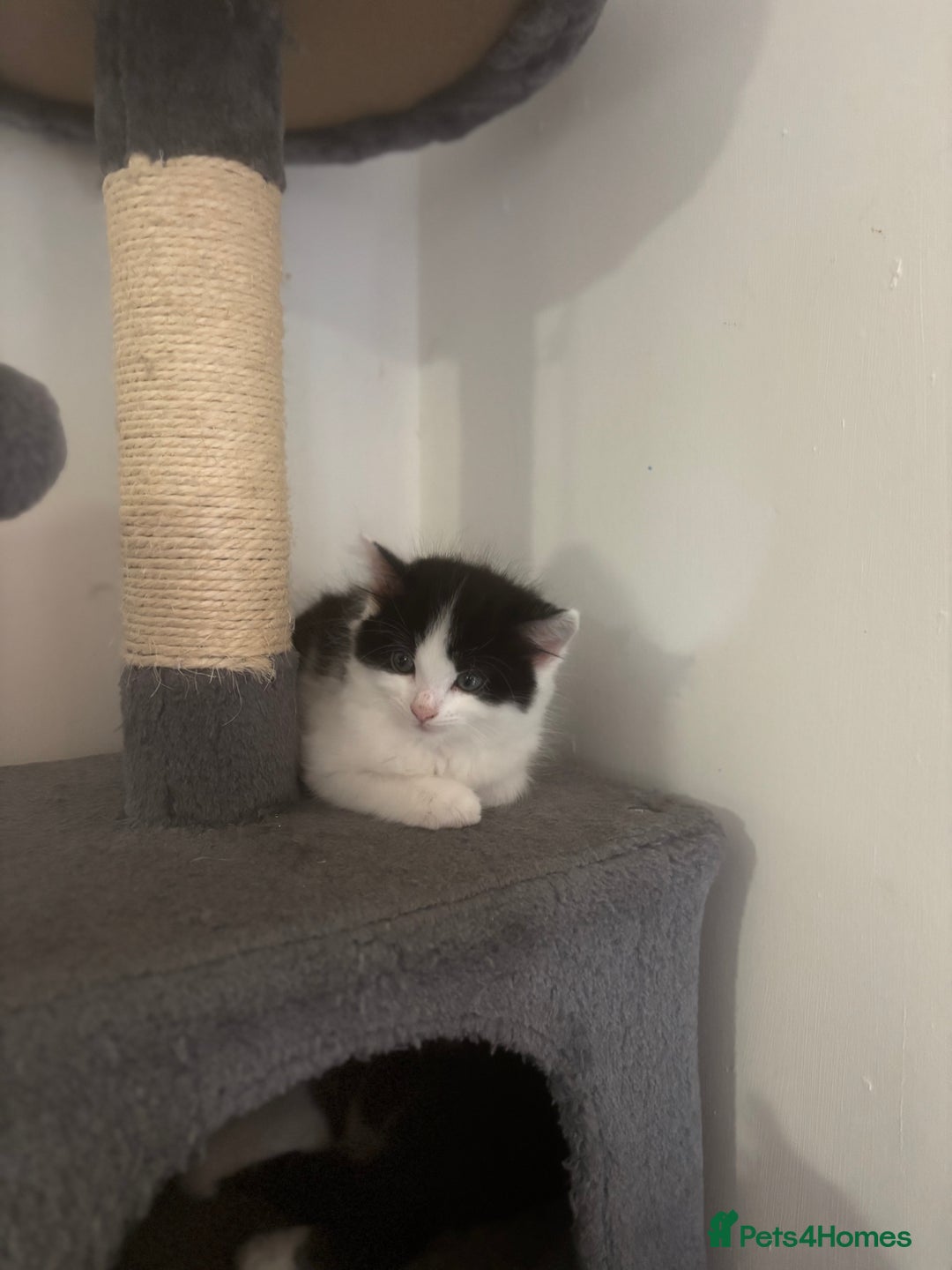 Mixed Breed cats for sale: 4 female kitten  - Image 5