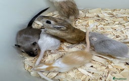 Gerbil rodents for sale: Baby gerbils ready now  - Image 20