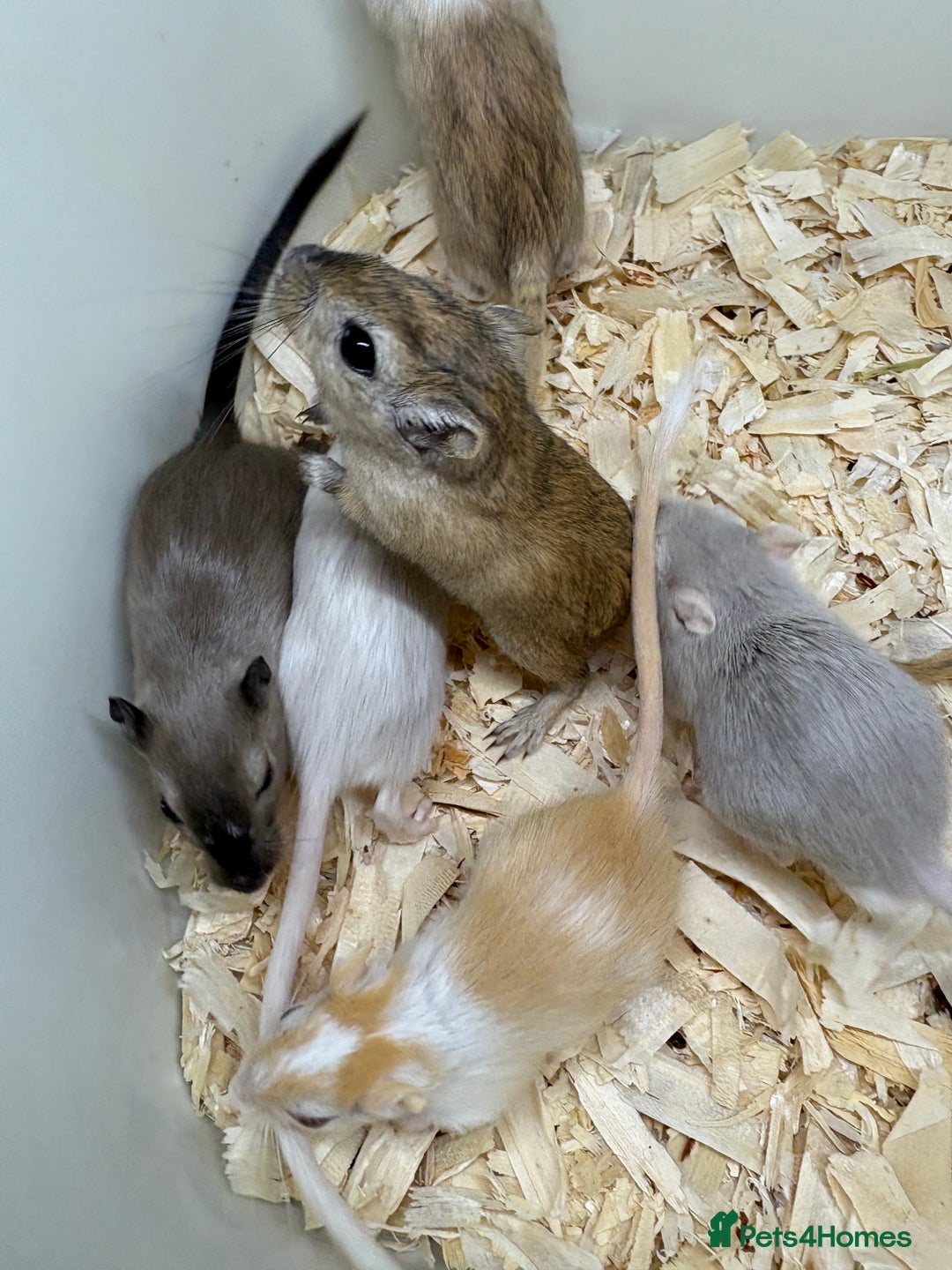 Gerbil rodents for sale: Baby gerbils ready now  - Image 20