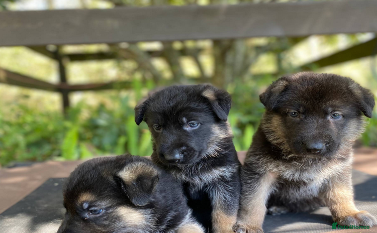 German Shepherd dogs - Advert 2