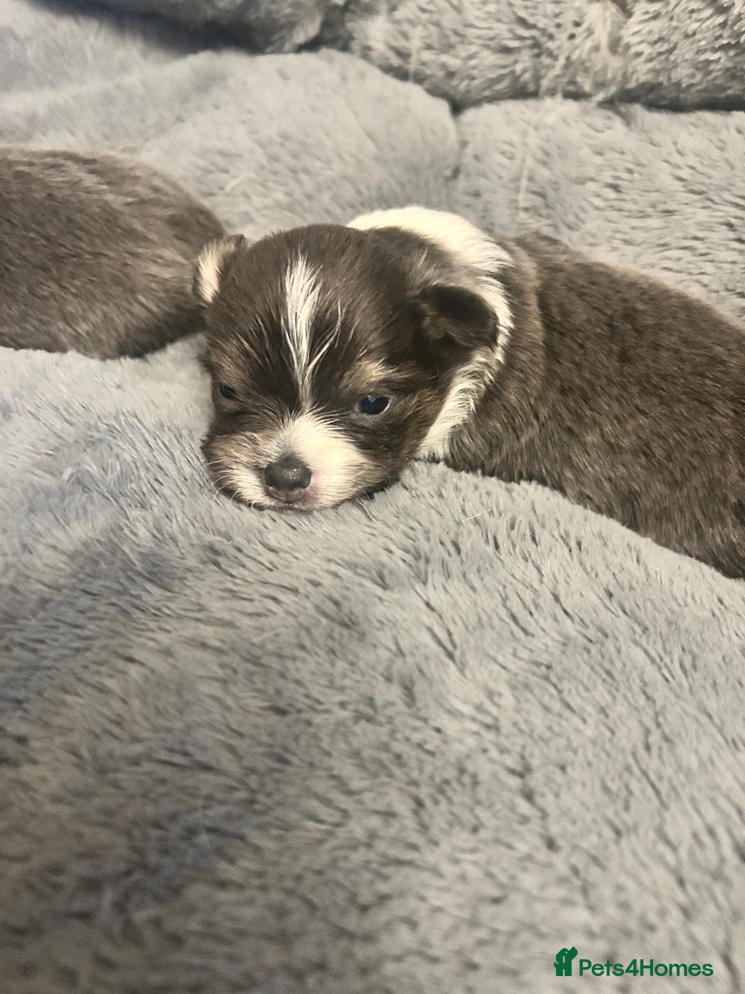 Chihuahua dogs for sale: Adorable chihuahuas  - Advert 8