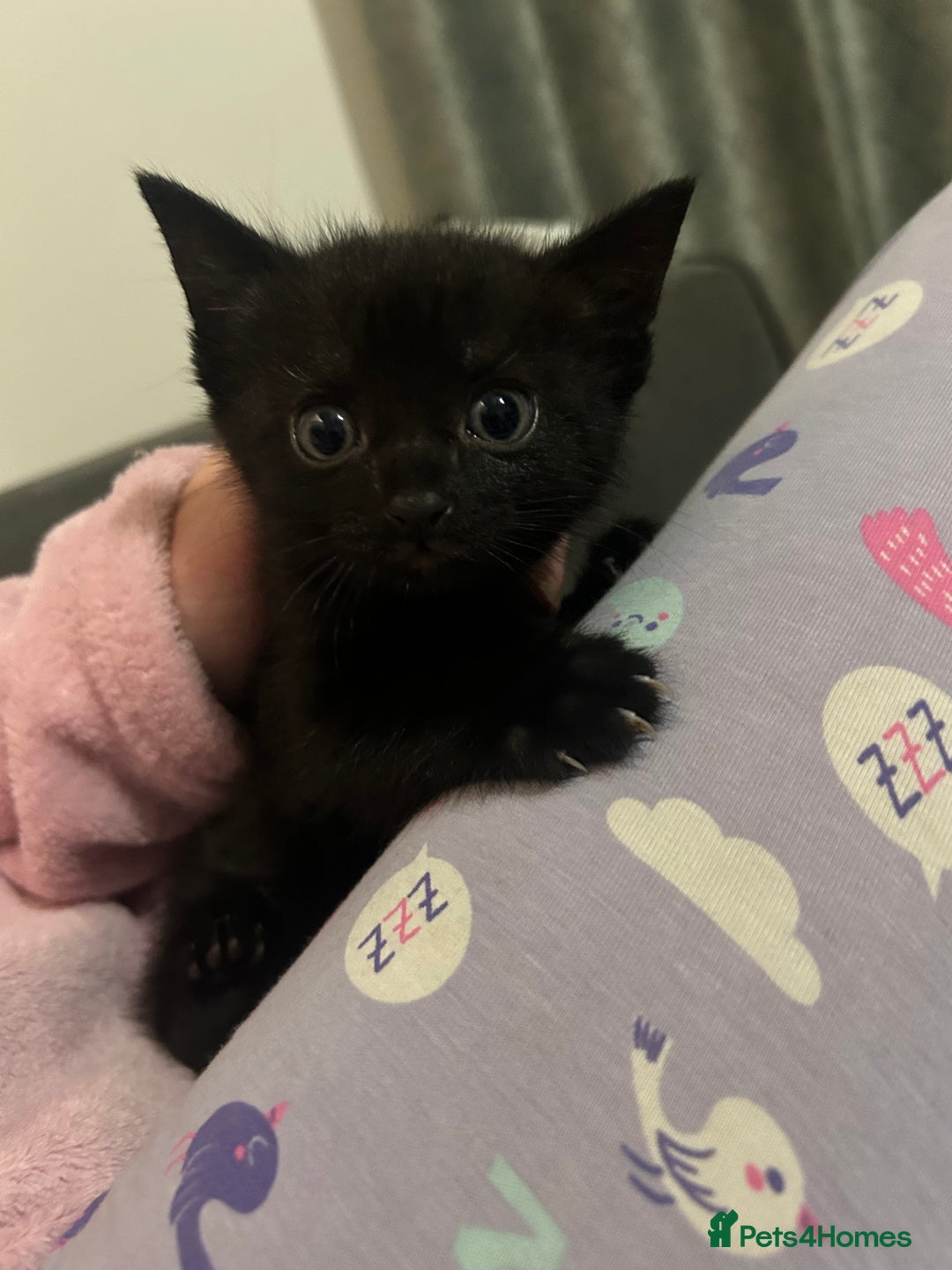 British Shorthair cats for sale: 4 kittens for sale: 3 girls 1 boy mixed coats  - Image 3