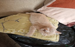 British Shorthair cats for sale: Pure British shirthair ready for new parents - Image 9