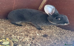 Rex rabbits for sale: mini rex does  - Image 4