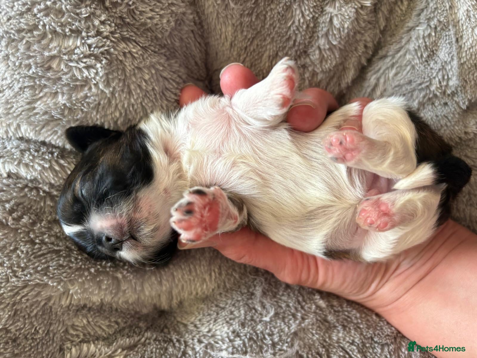 Shih Tzu dogs for sale: Shih Tzu Puppies From Small Imperial-Type Mum - Advert 7