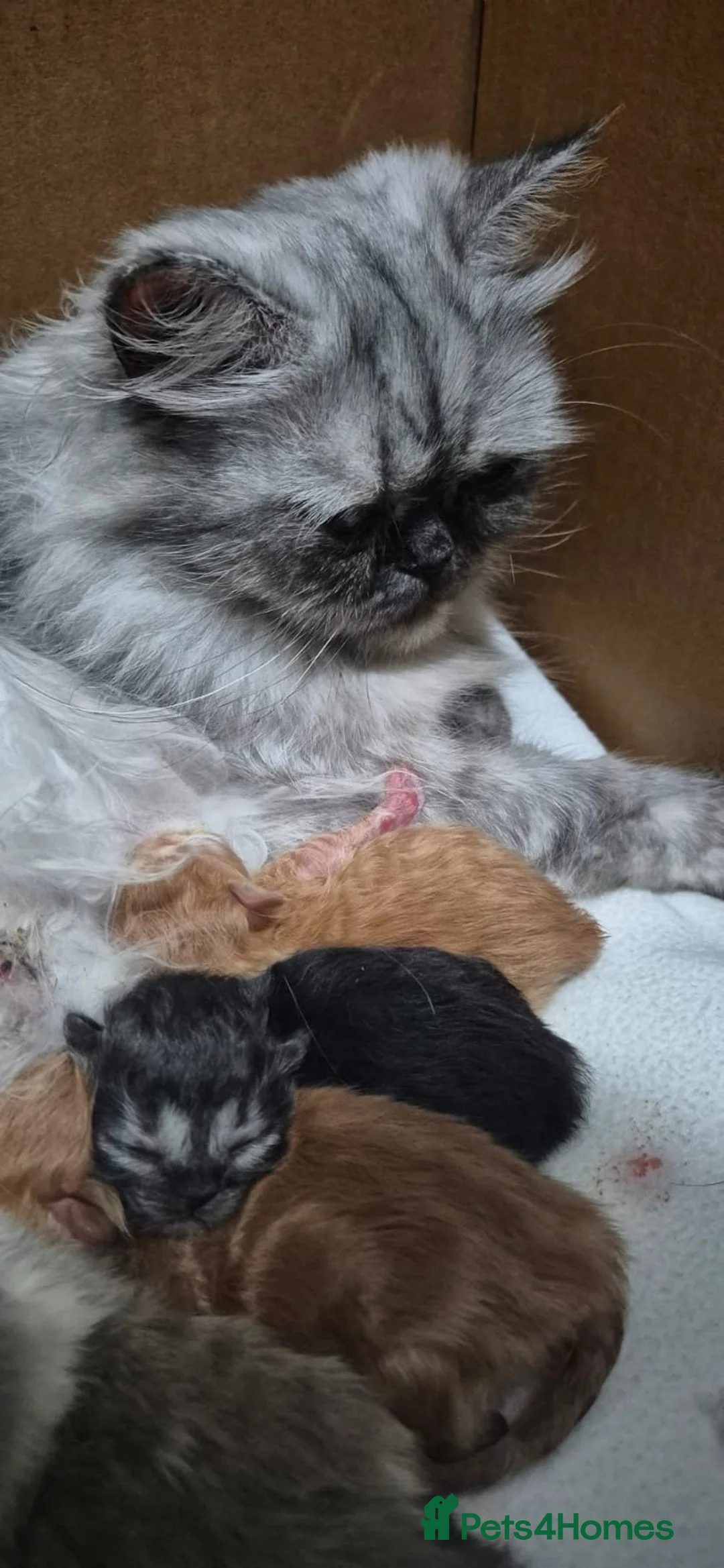 Persian cats for sale: Beautiful pure bred Persians  in Leeds - Advert 7