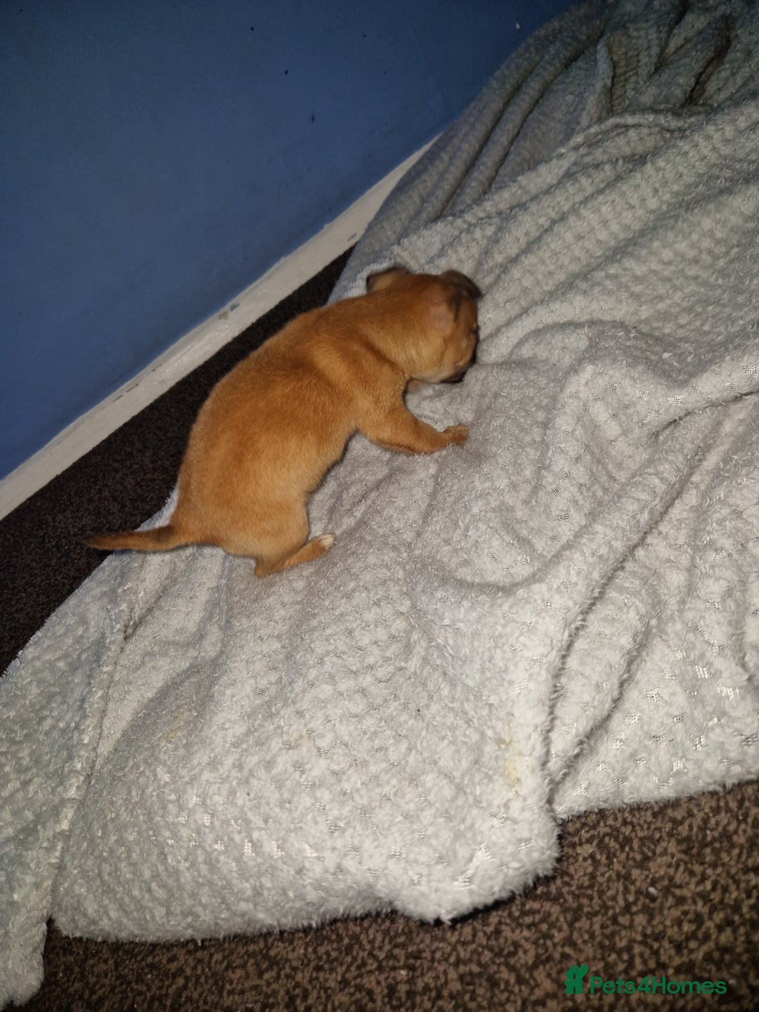 Mixed Breed dogs for sale: Adorable 9 weeks old male jackawawa puppy - Advert 17