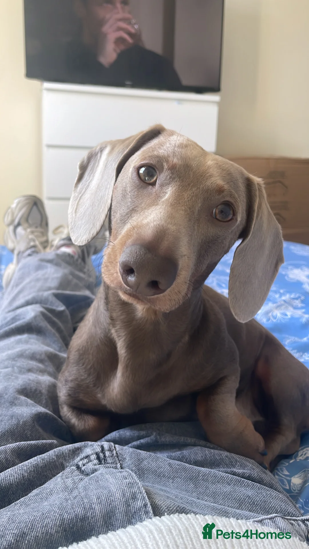 Dachshund dogs for stud: Isabella Tan Daschund  - Advert 2