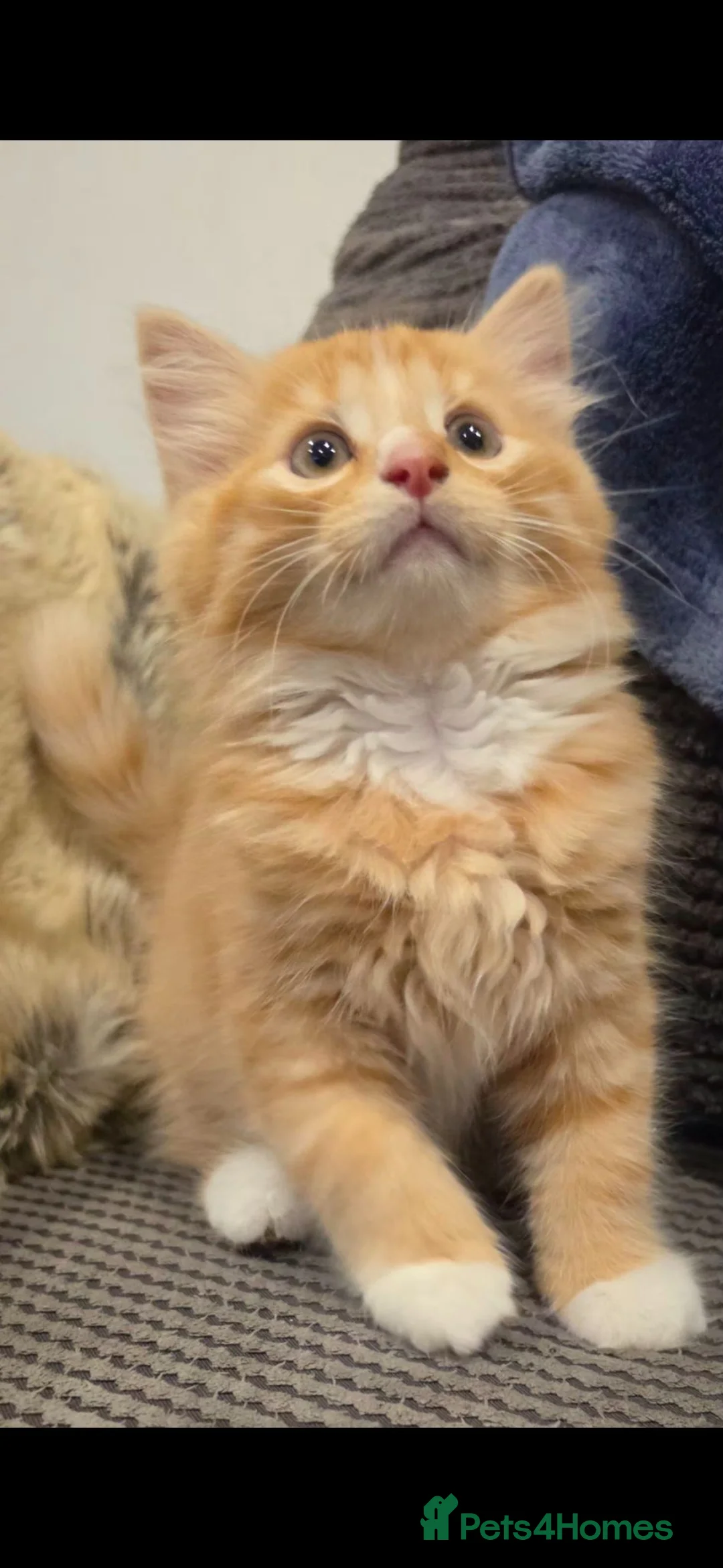 Mixed Breed cats for sale: Beautiful long haired kittens  - Advert 1