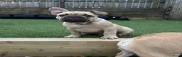 French Bulldog dogs for sale: French Bulldog Puppies - Fawn/Cream - Advert 6