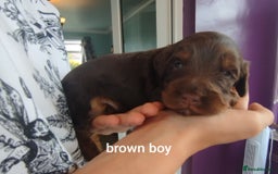 Cockapoo dogs for sale: Stunning cockapoo puppies  - Image 23