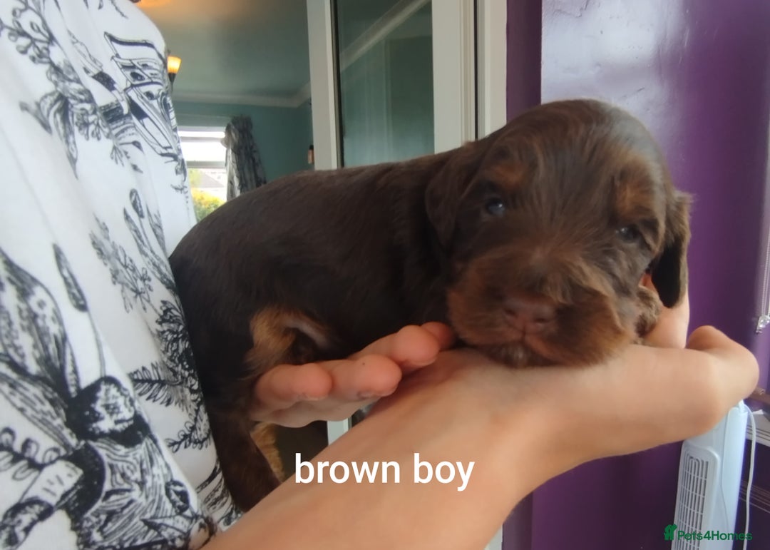Cockapoo dogs for sale: Stunning cockapoo puppies  - Image 23