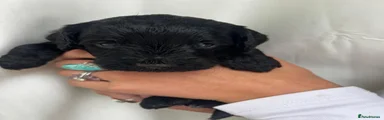 Girl 2 - Black with white paw