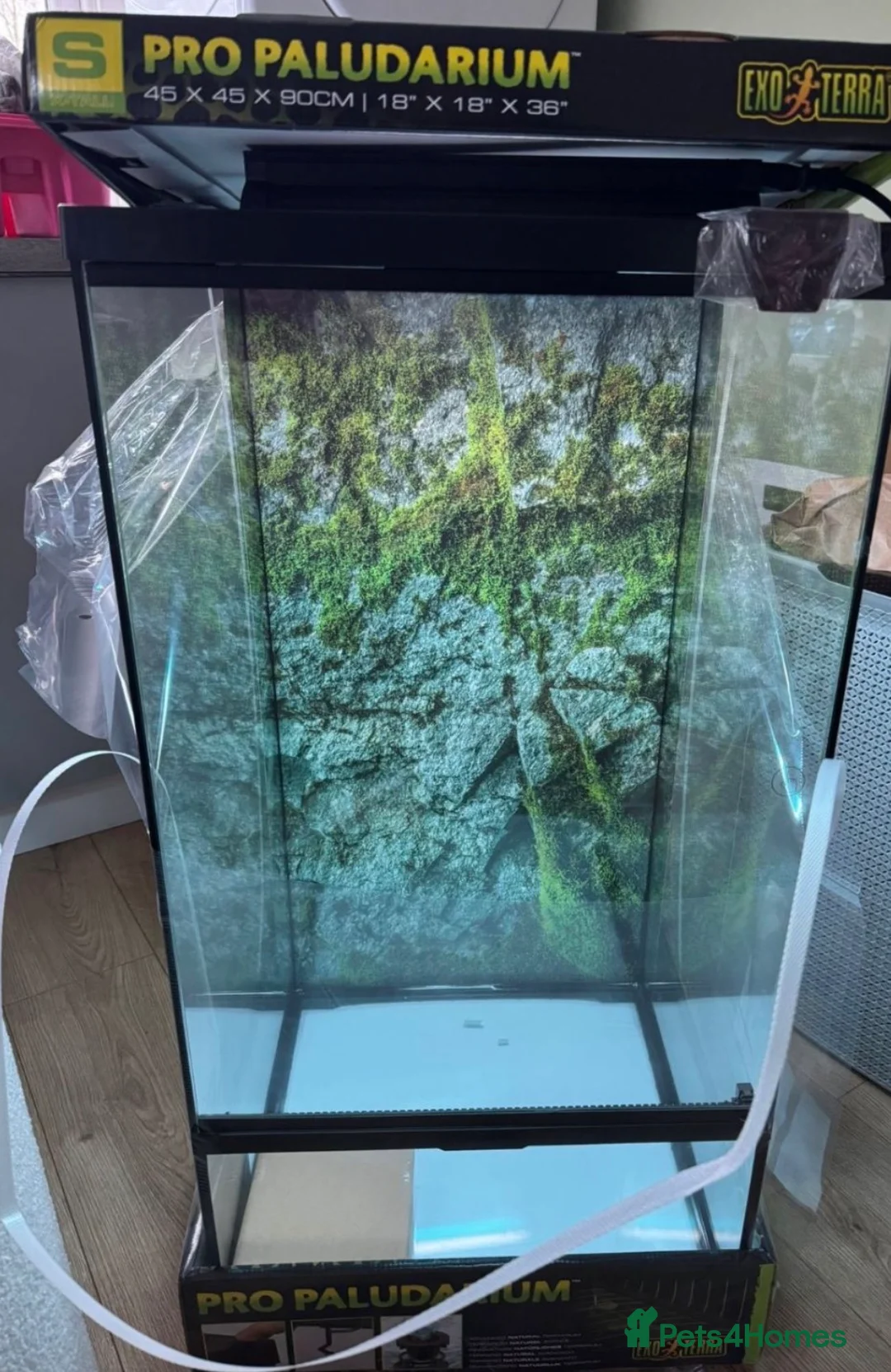 Gecko reptiles for sale: Crested gecko + enclosure  - Advert 5