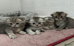 Scottish Fold cats for stud: Scottish Fold Straight ear B blood group for stud in Newark - Image 14
