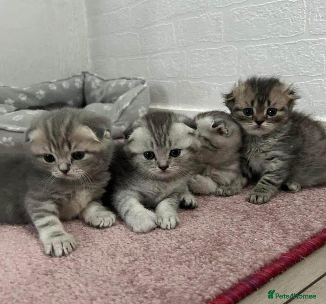 Scottish Fold cats for stud: Scottish Fold Straight ear B blood group for stud in Newark - Image 14