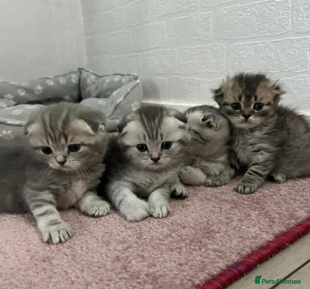 Scottish Fold cats for stud: Scottish Fold Straight ear B blood group for stud - Advert 16