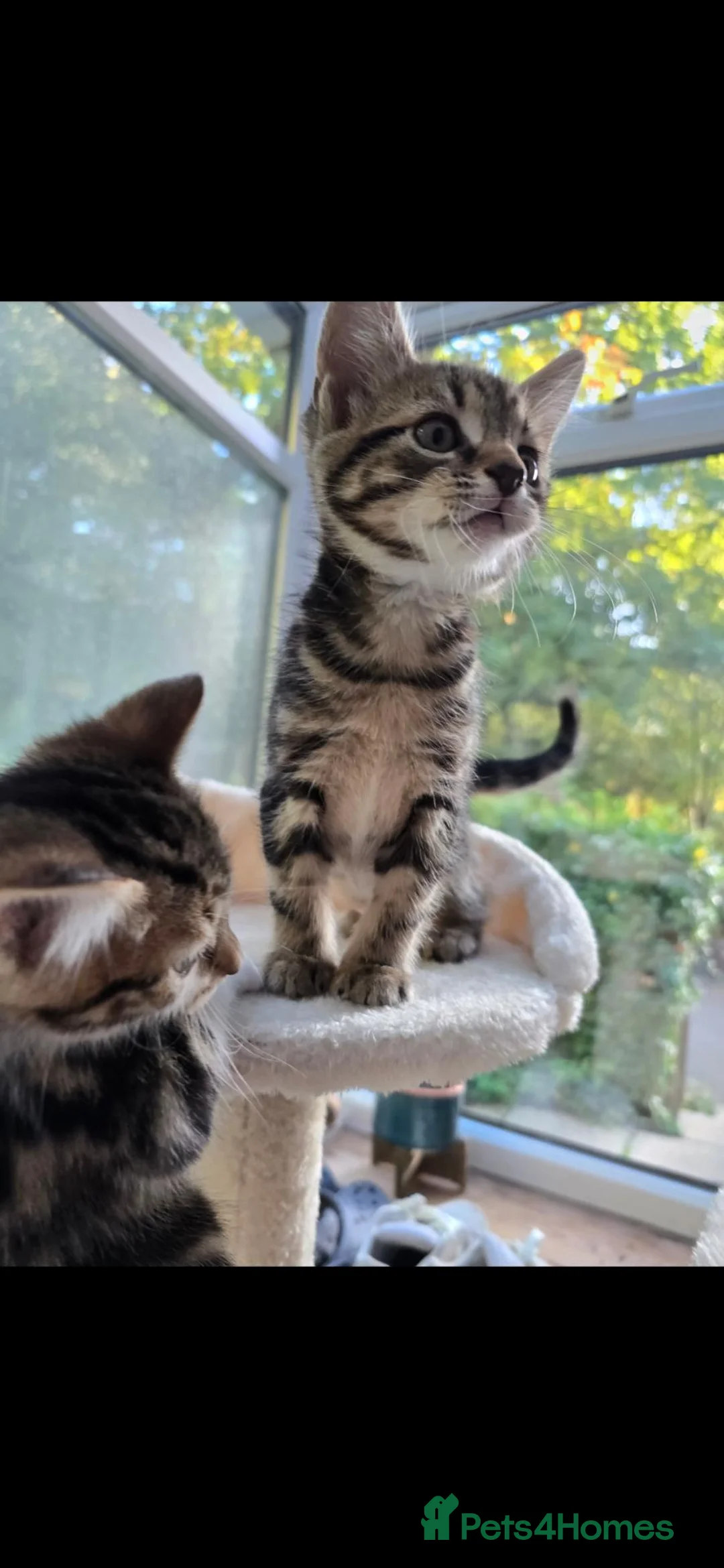 Mixed Breed cats for sale: 🐾 6 Beautiful Tabby Kittens 🐾 - Advert 18