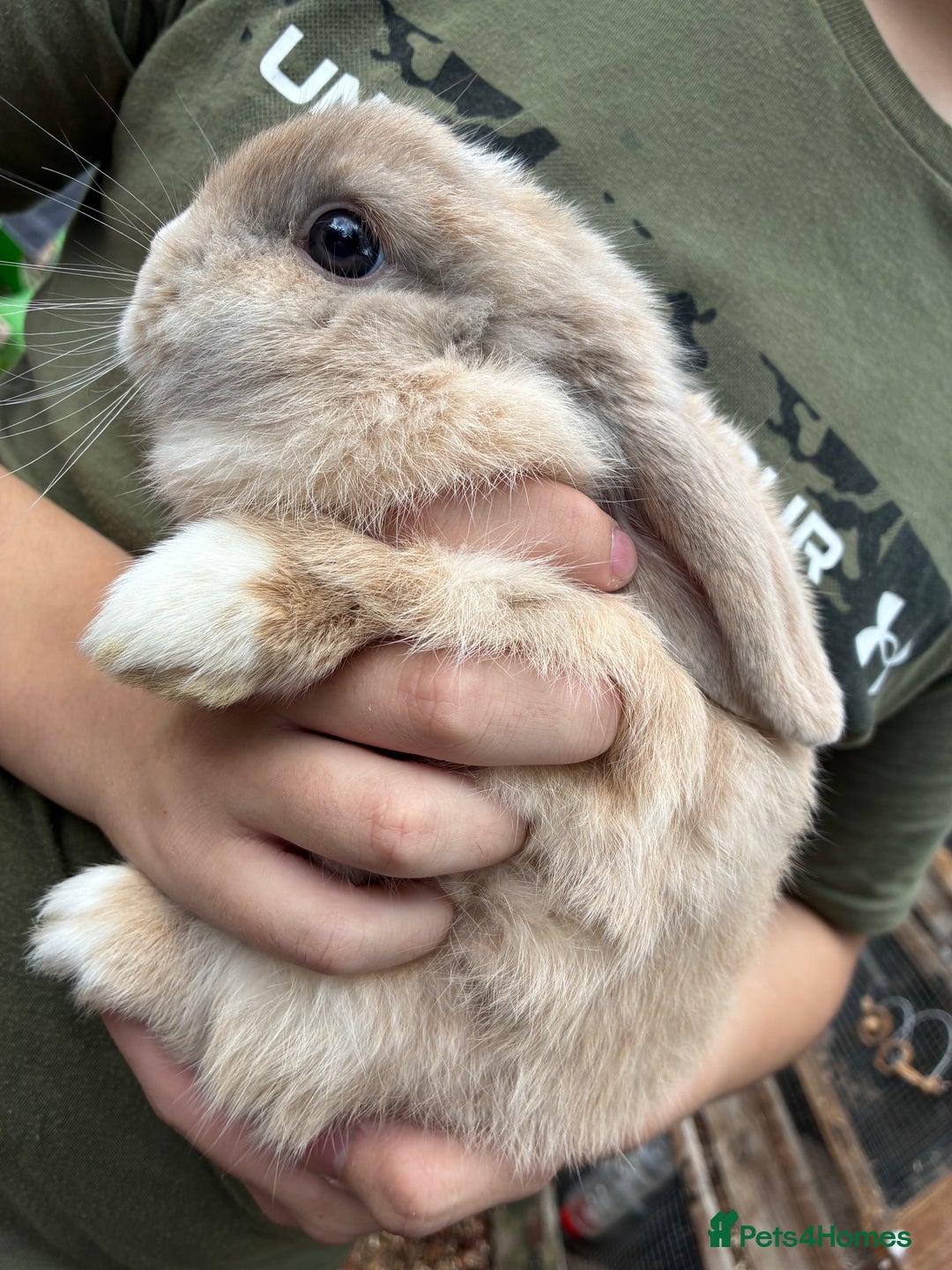 Mini Lop rabbits for sale: Mini Lops - Image 1