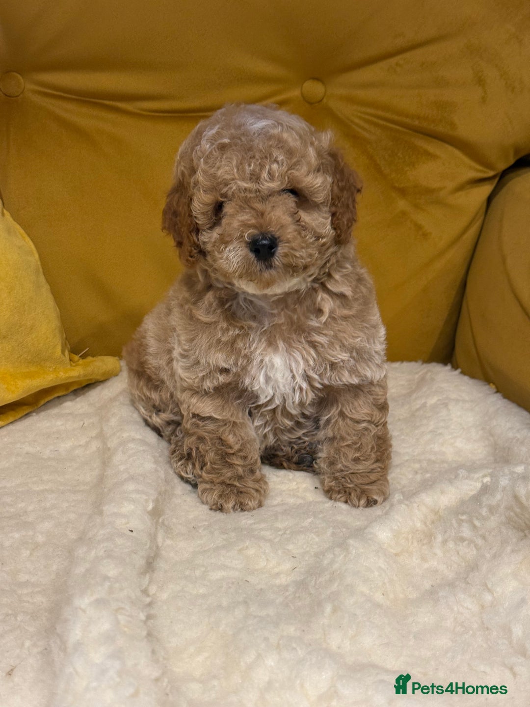Cockapoo dogs for sale: Absolutely stunning puppies  - Advert 11