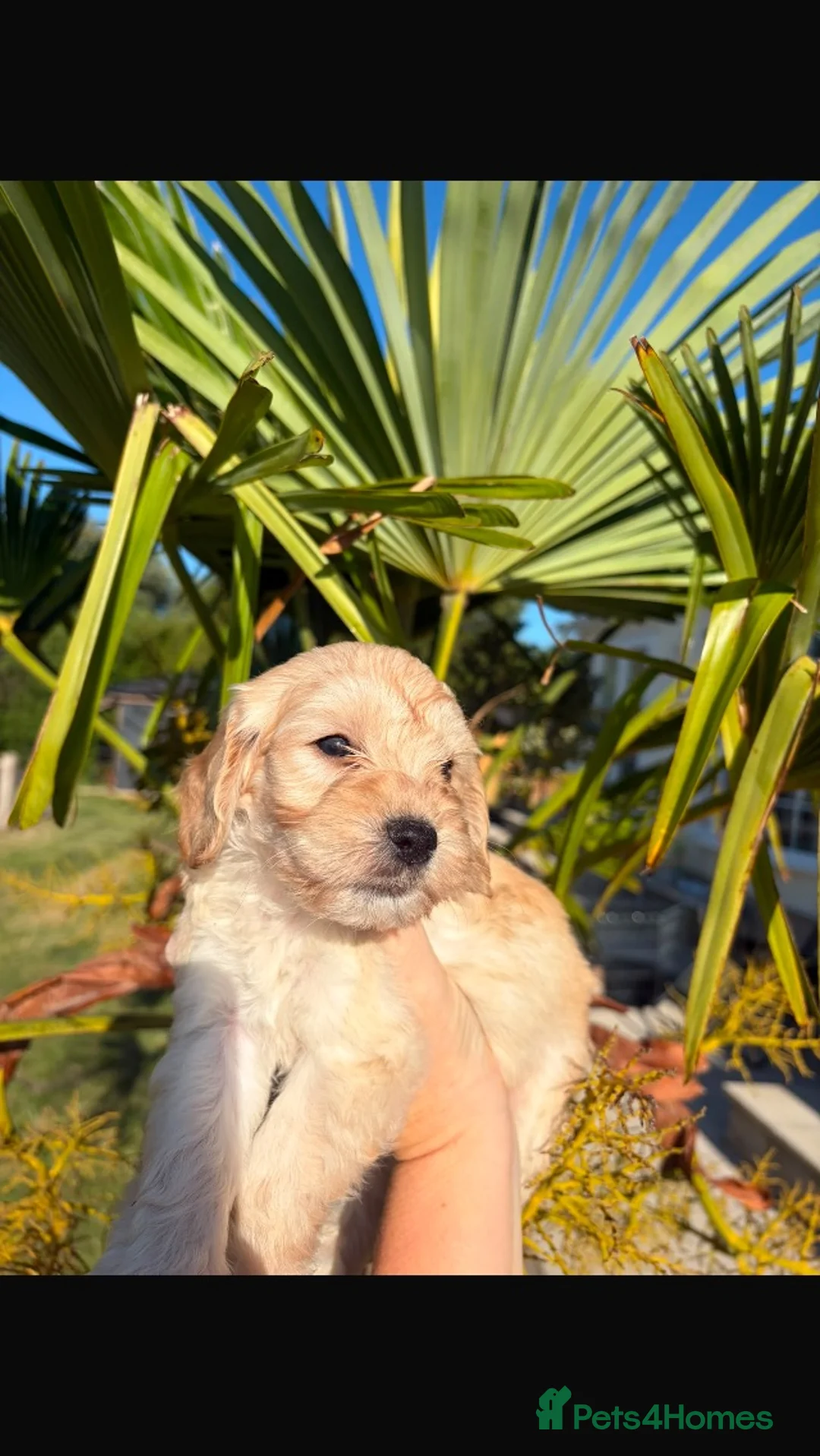 Cockapoo dogs for sale: Miniature cockapoo s in Chippenham - Advert 25