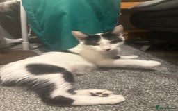 Domestic Shorthair cats for sale: Black and white kittens - Image 5