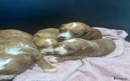 Cavapoo dogs for sale: One girl left has come available  - Image 16