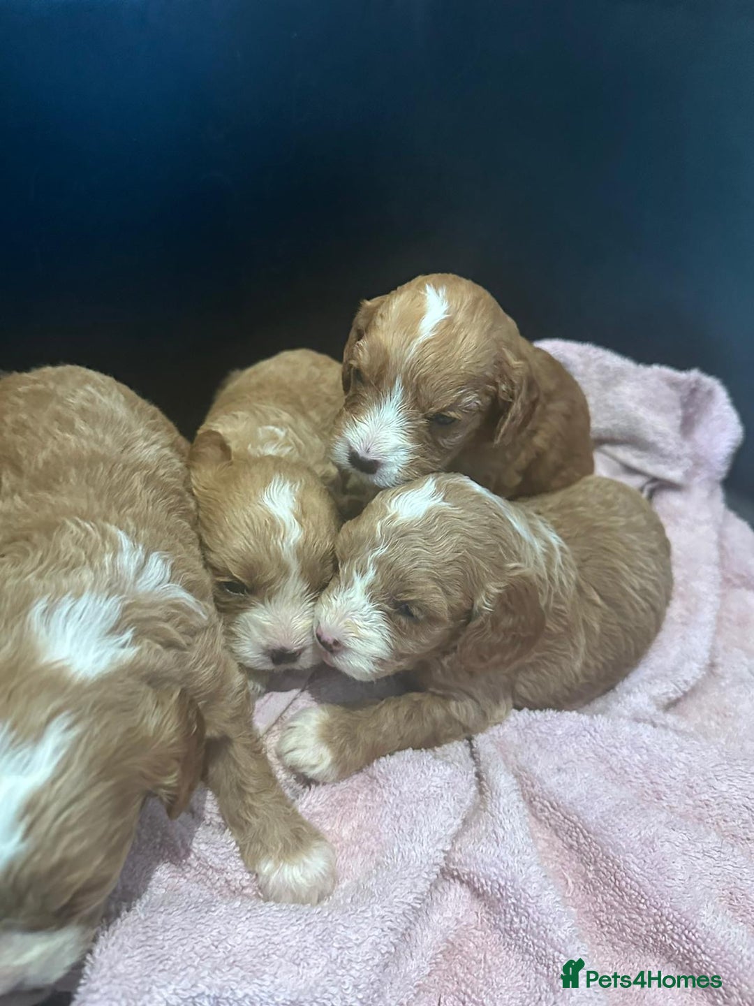 Cavapoo dogs for sale: One girl left has come available  - Image 16