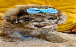 Cavapoo dogs for sale: TOY Fluffy Cavapoo’s From Health Tested Parents - Image 5
