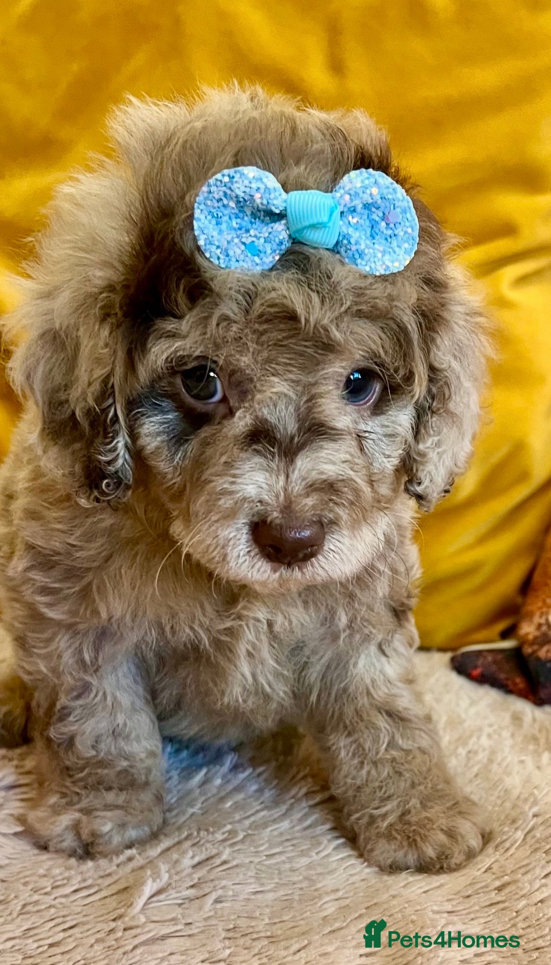 Cavapoo dogs for sale: TOY Fluffy Cavapoo’s From Health Tested Parents - Image 5
