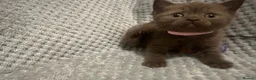 British Shorthair cats for sale: GCCF Registered Chocolate BSH kittens  - Advert 10